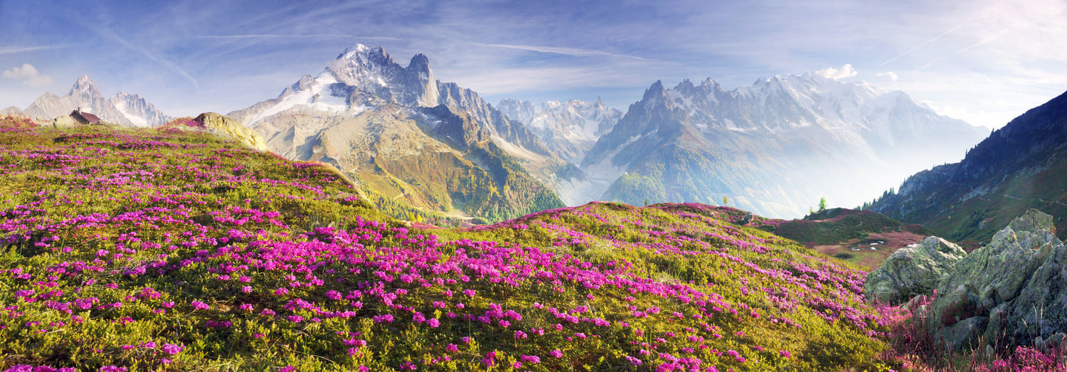 Blick über ein Rhododendronfeld in den Alpen